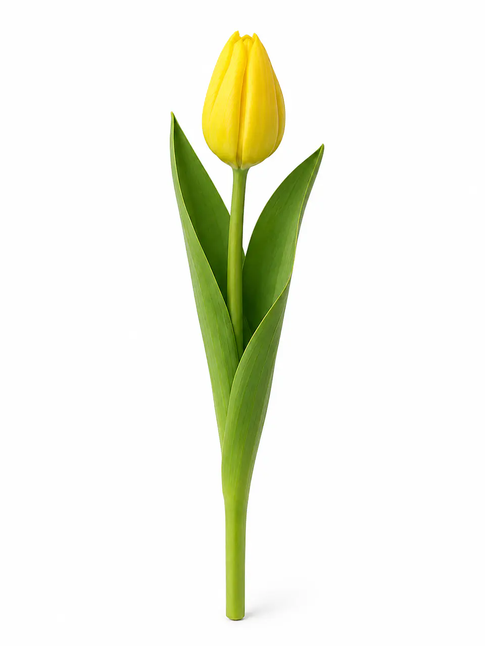 Tulipán Amarillo 10 varas (paquete) 1