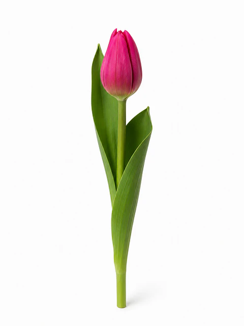 Tulipán Fucsia 10 varas (paquete)