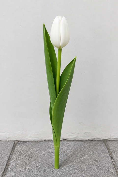 Tulipán blanco 10 varas (paquete)