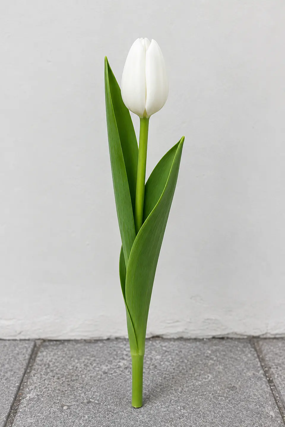 Tulipán blanco 10 varas (paquete) 1