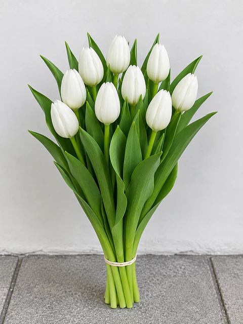 Tulipán blanco 10 varas (paquete)