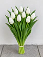 Tulipán blanco 10 varas (paquete) - Miniatura 2