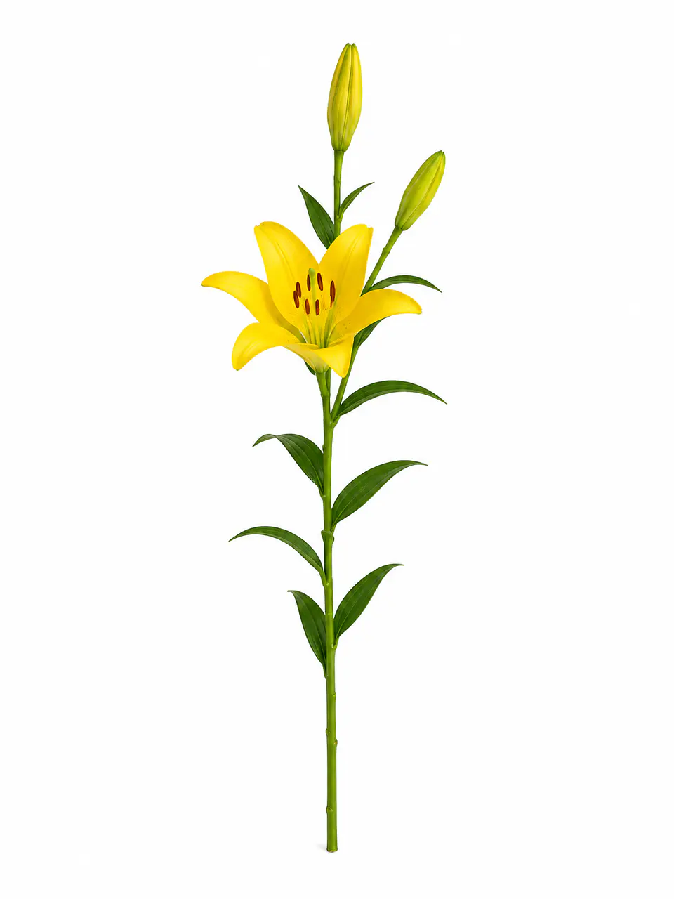 Lilium amarillo 10 varas 1
