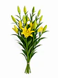 Lilium amarillo 10 varas - Miniatura 2