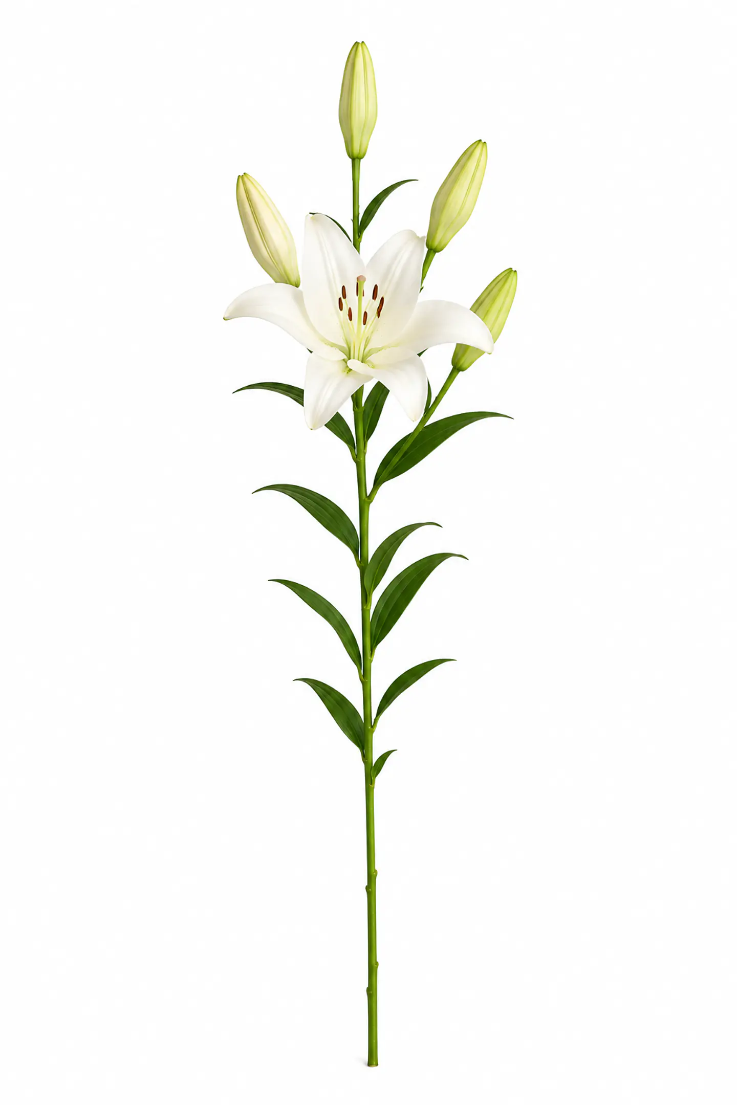 Lilium Blanco 10 varas 1