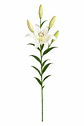 Lilium Blanco 10 varas - Miniatura 1