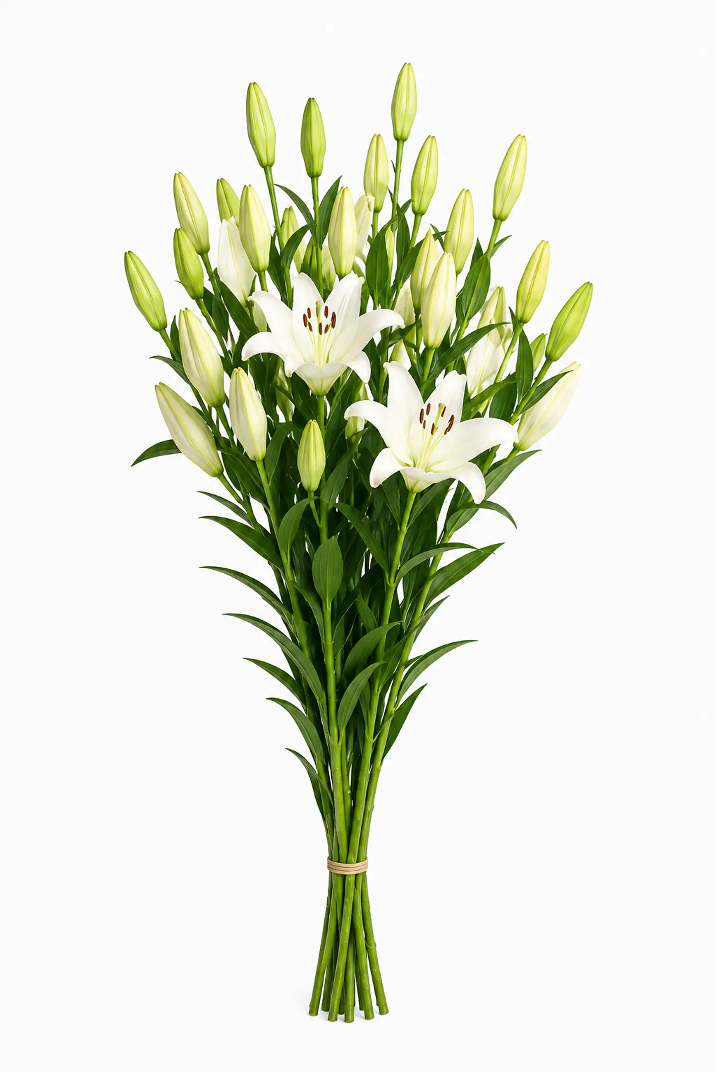 Lilium Blanco 10 varas 2