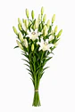 Lilium Blanco 10 varas - Miniatura 2