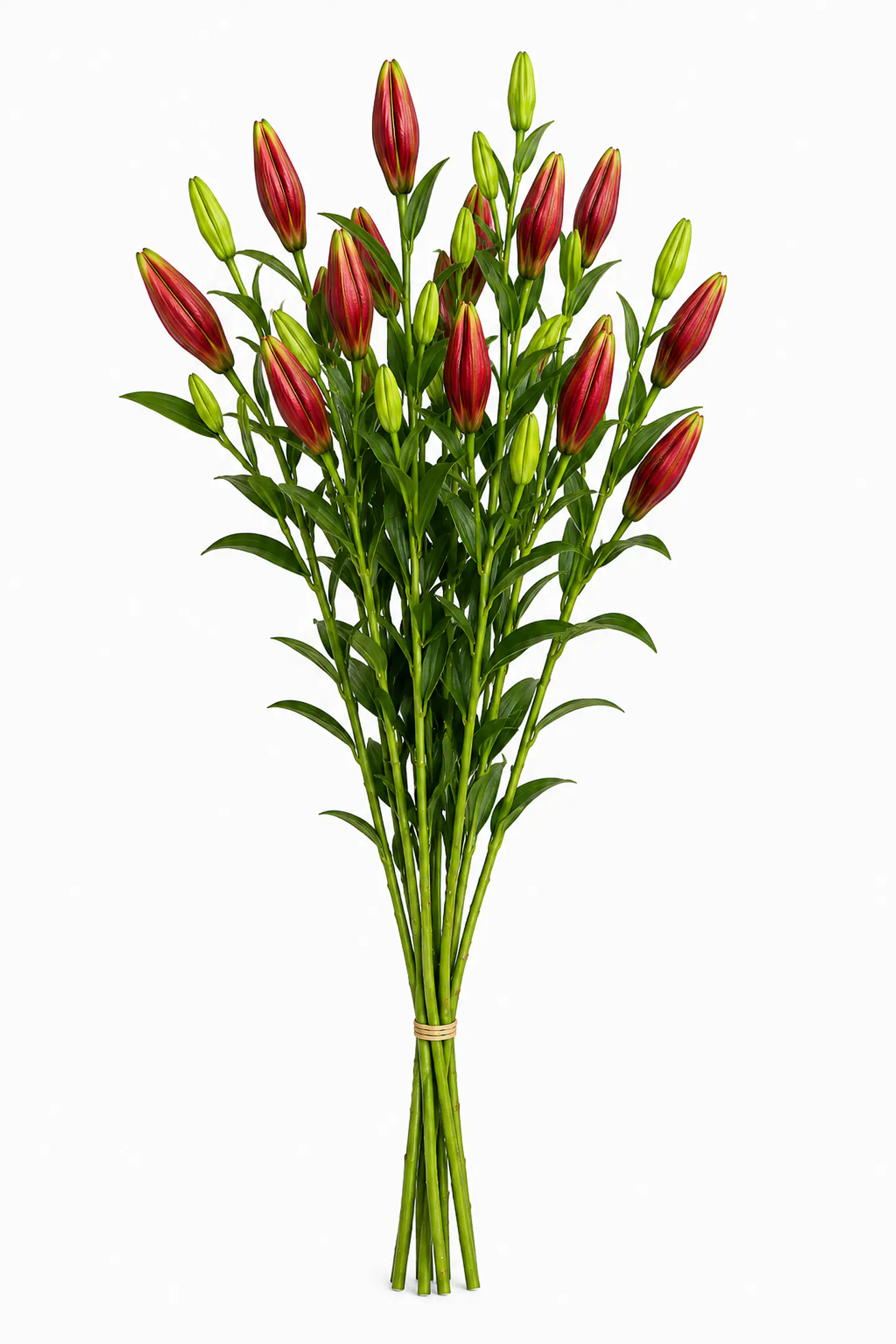 Lilium rojo 10 varas 2