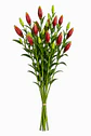 Lilium rojo 10 varas - Miniatura 2