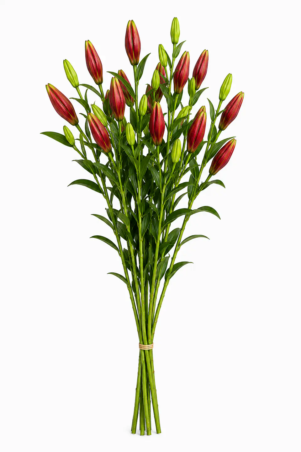 Lilium rojo 10 varas 2