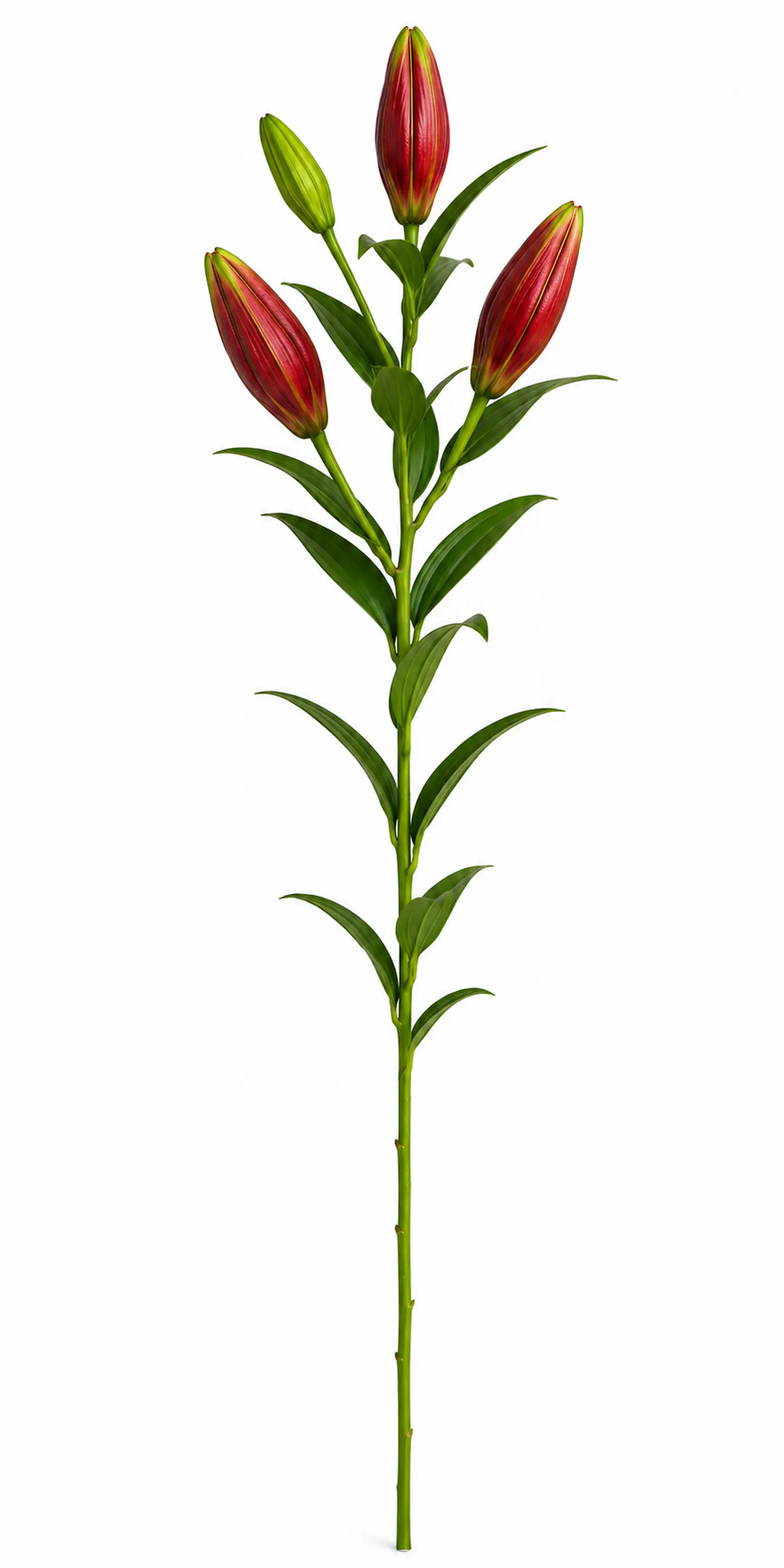 Lilium rojo 10 varas 1