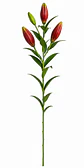 Lilium rojo 10 varas - Miniatura 1