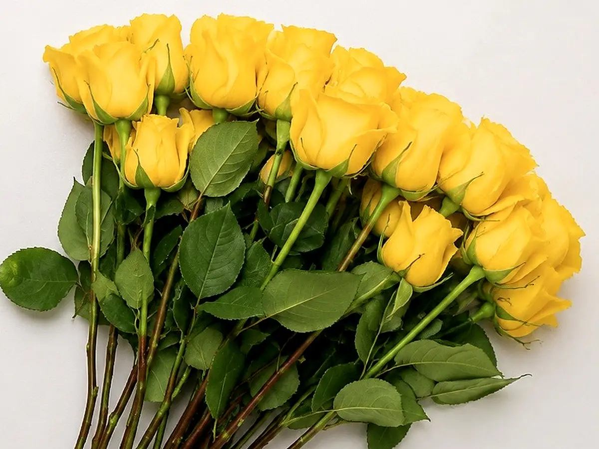 Paquete de rosas amarillas recién cortadas en el cultivo