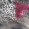 SOFIA ANIMAL PRINT