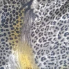 SOFIA ANIMAL PRINT