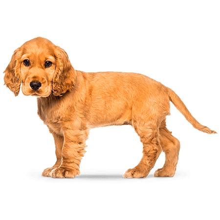 Balanced Puppy Dog Medium Breed 3 kilos 