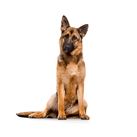 Balanced Senior Dog Large Breed  3 kilos 
