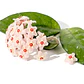 Hoya carnosa - Miniatura 1