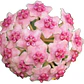 Hoya diversifolia - Miniatura 1