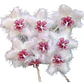 Hoya caudata 'sumatra' - Miniatura 1