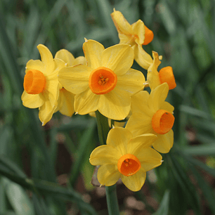 Bulbos narciso 'grand soleil'