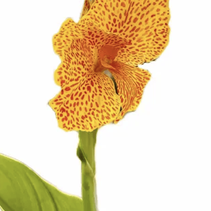 Rizoma achira amarilla jaspeada 2