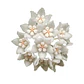 Hoya thomsonii - Miniatura 1