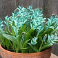 Bulbos lachenalia viridiflora - Miniatura 1