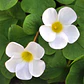 Oxalis purpurea blanca - Miniatura 1