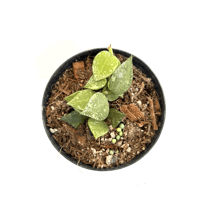 Hoya krohniana splash 2