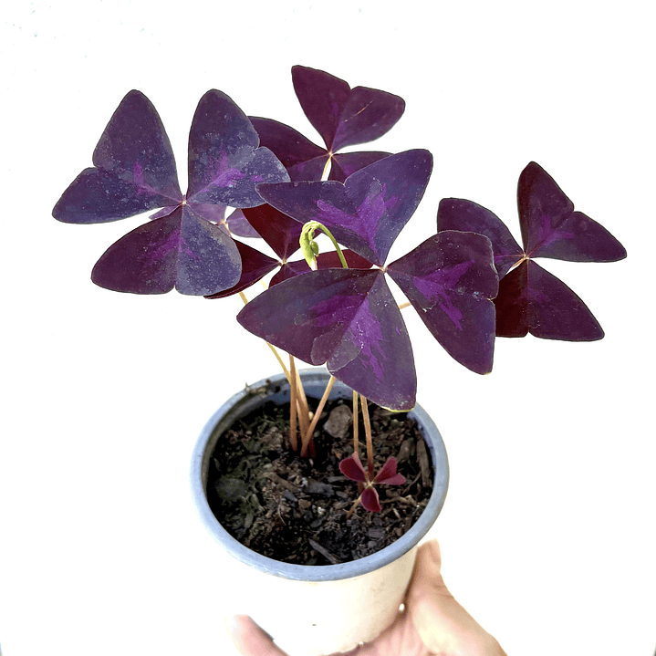 Oxalis triangularis 1