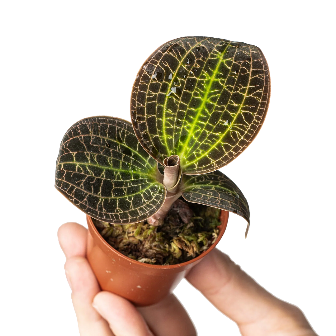 Orquídea dossinia marmorata 1