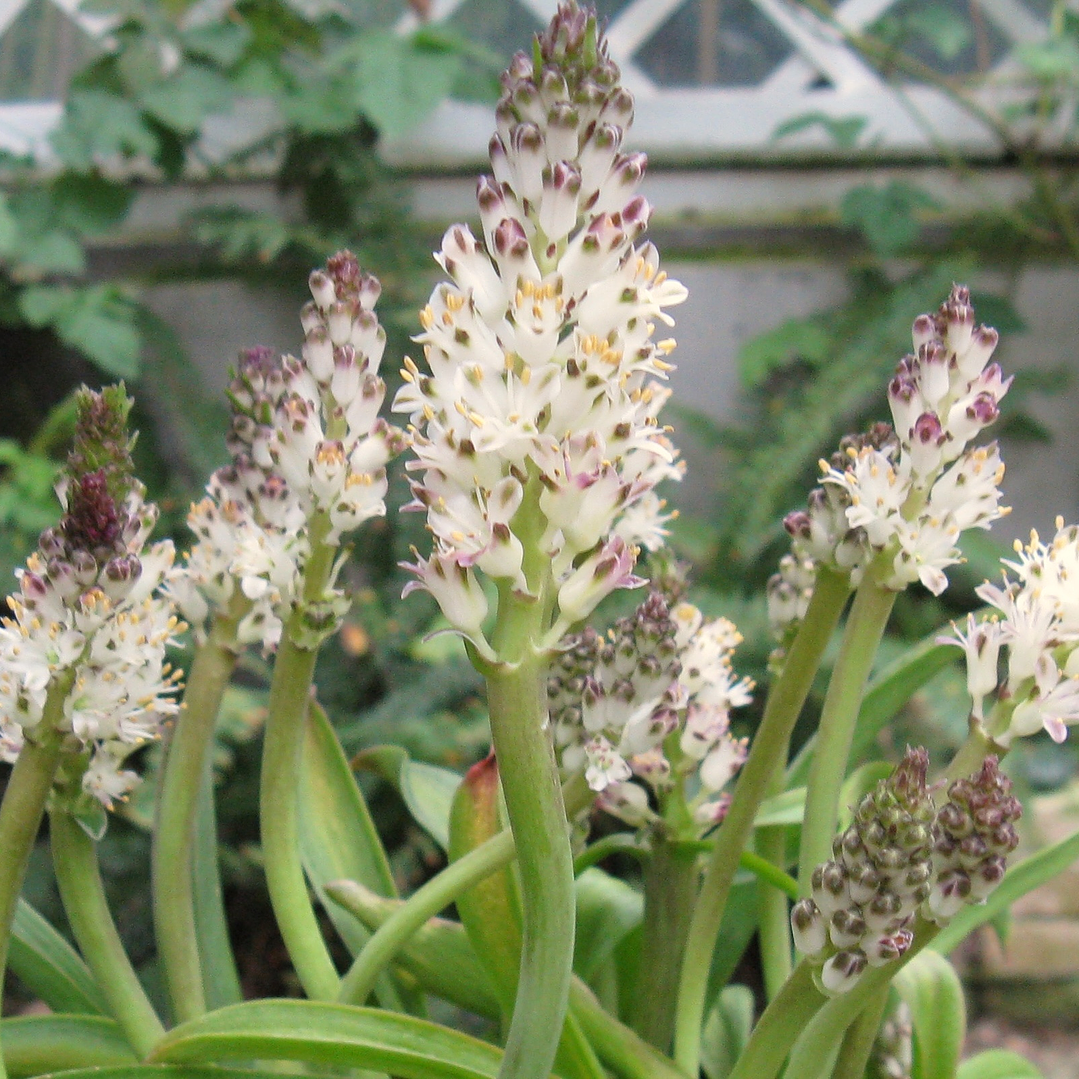 Bulbos lachenalia liliflora 1