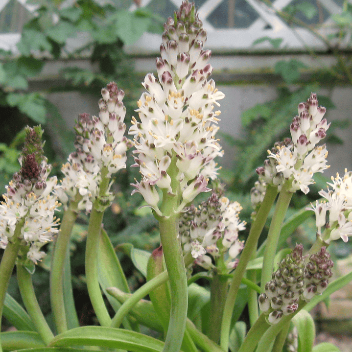 Bulbos lachenalia liliflora 1