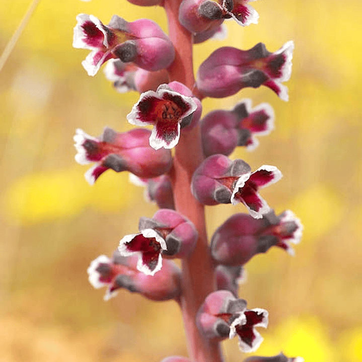 Bulbos lachenalia suaveolens 1