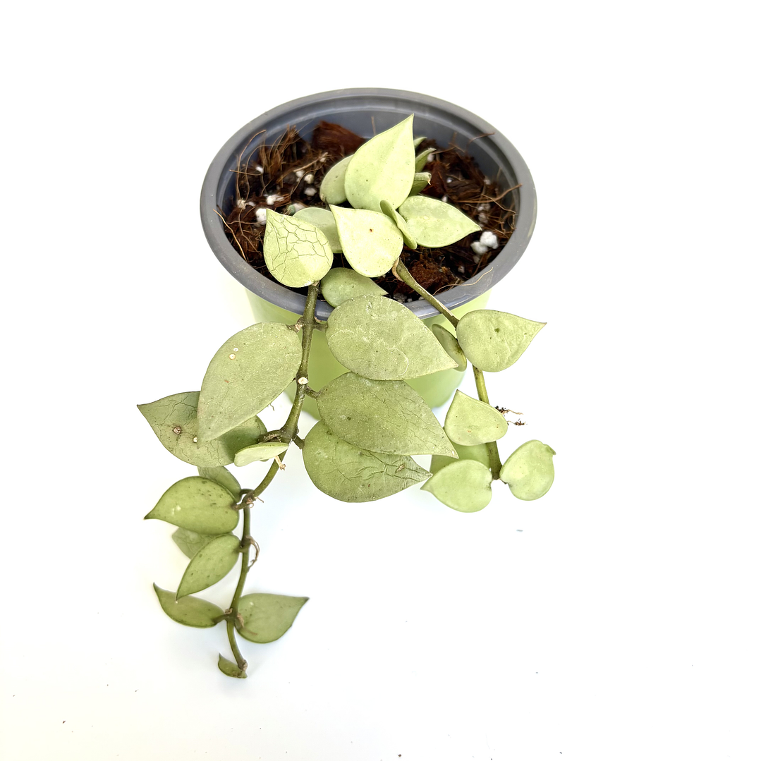 Hoya krohniana 'silver' 2