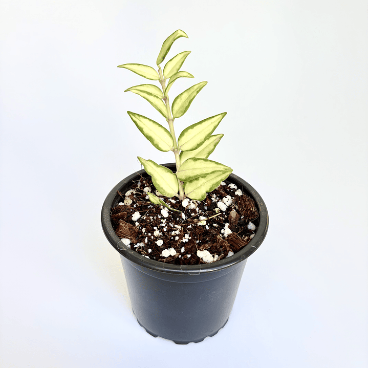 Hoya bella 'luis bois' 2