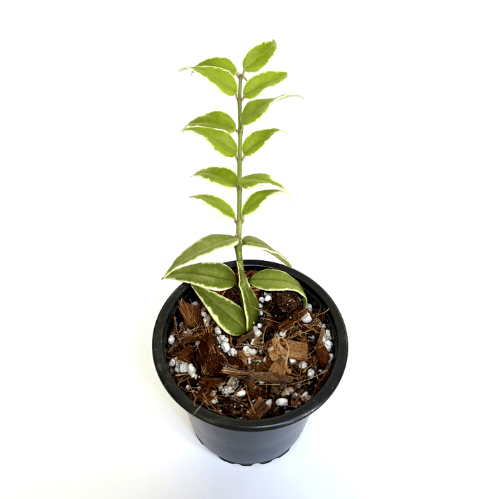 Hoya bella variegata 2