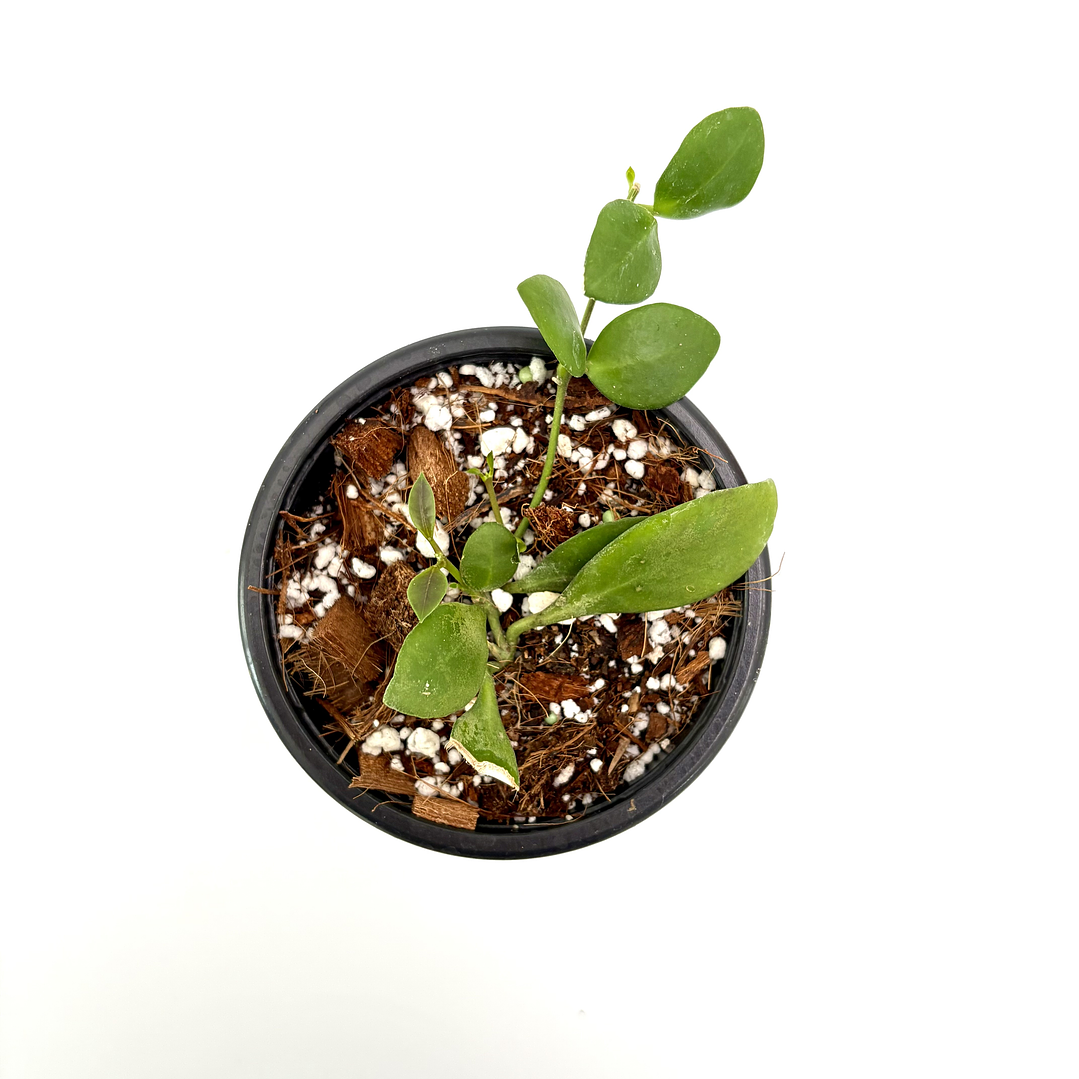 Hoya heuschkeliana 'pink' 2