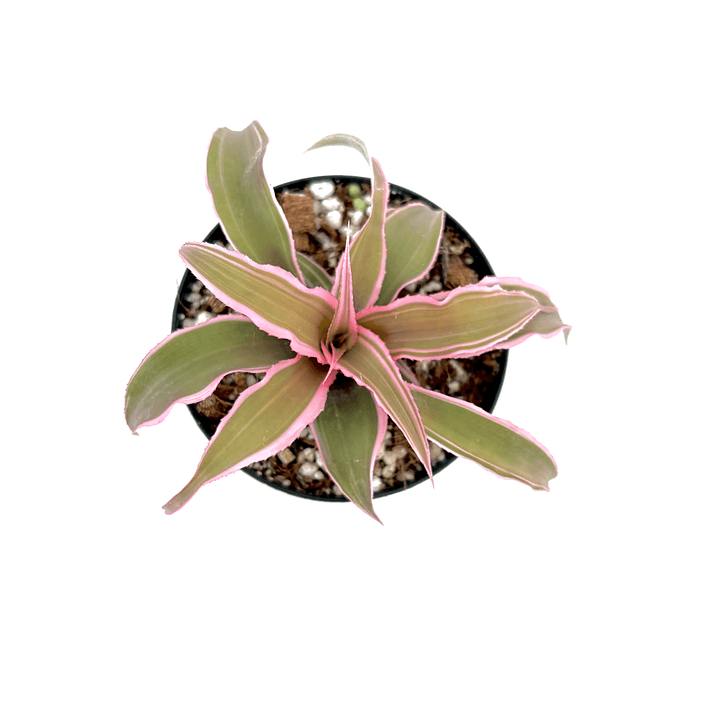Cryptanthus 'pink' 1