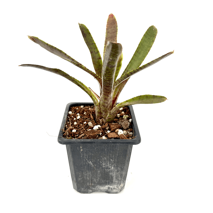 Neoregelia 'adonis' 2