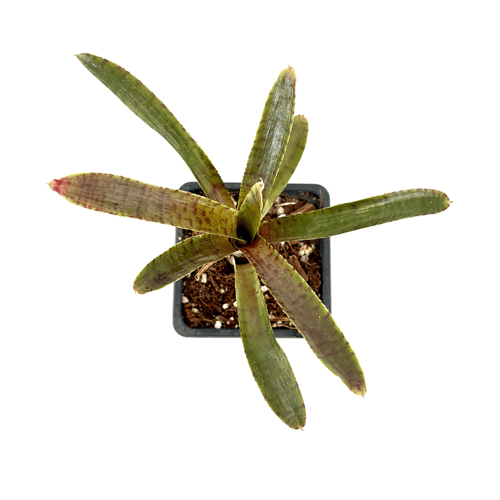 Neoregelia 'adonis' 1