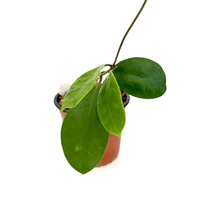 Hoya excavata 3