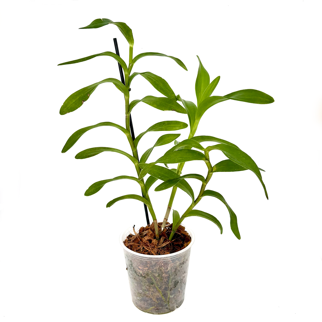 Orquídea epidendrum 9