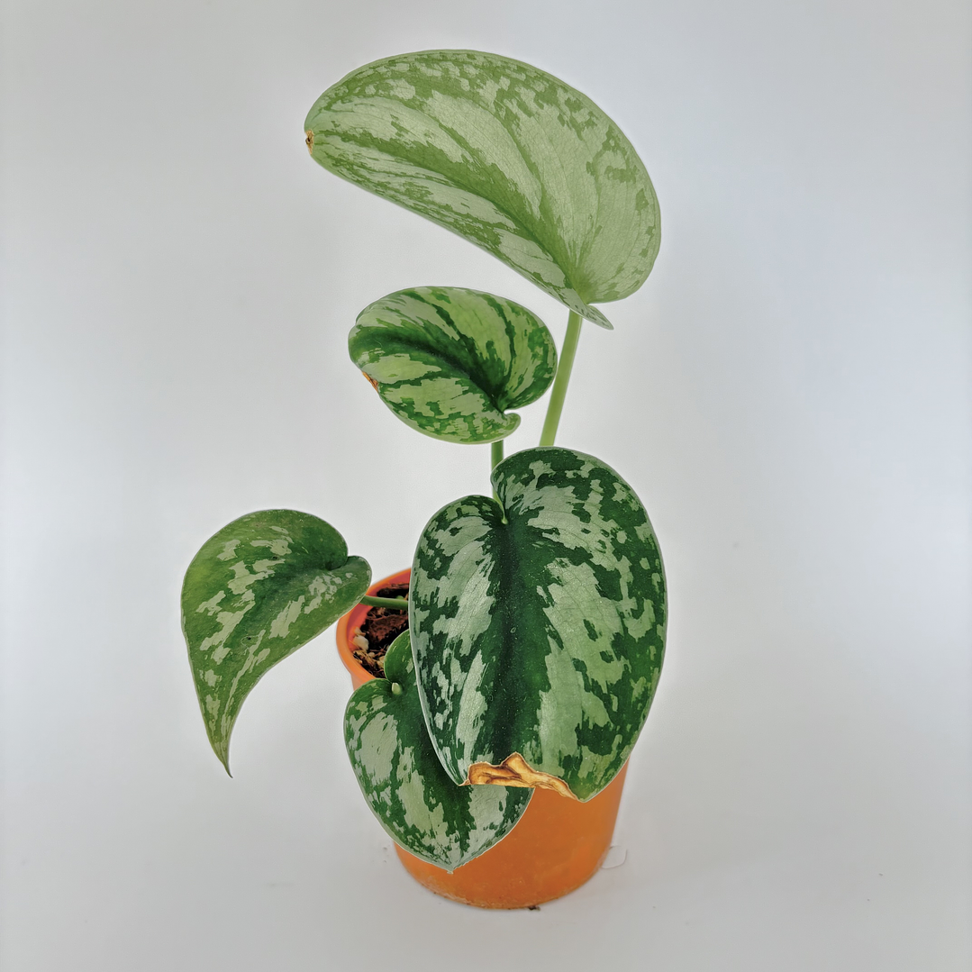 Scindapsus pictus 'exotica' 1