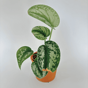 Scindapsus pictus 'exotica'