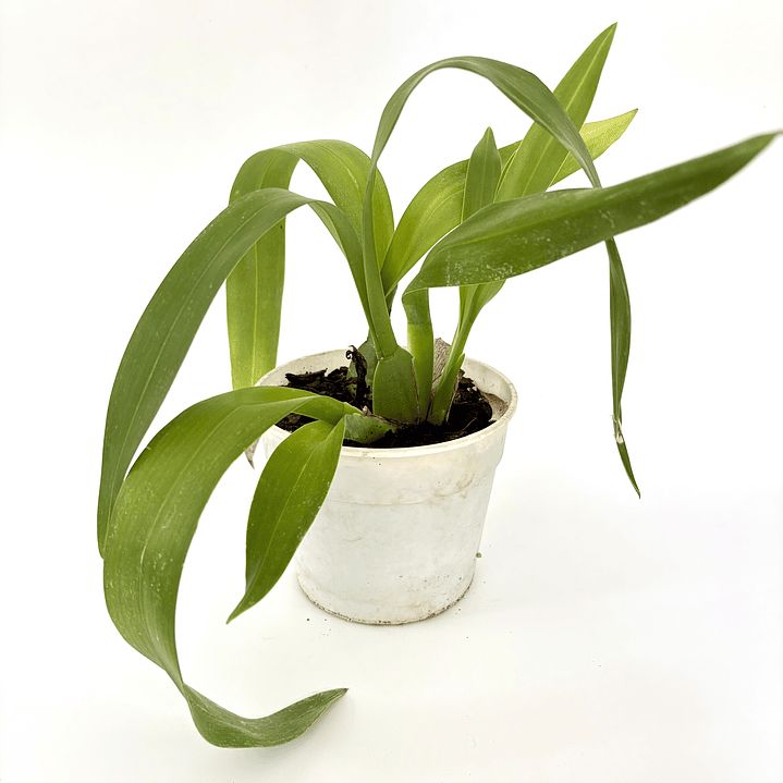 Orquídea colmanara wildcat 2