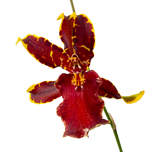 Orquídea colmanara wildcat