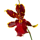Orquídea colmanara wildcat - Miniatura 1